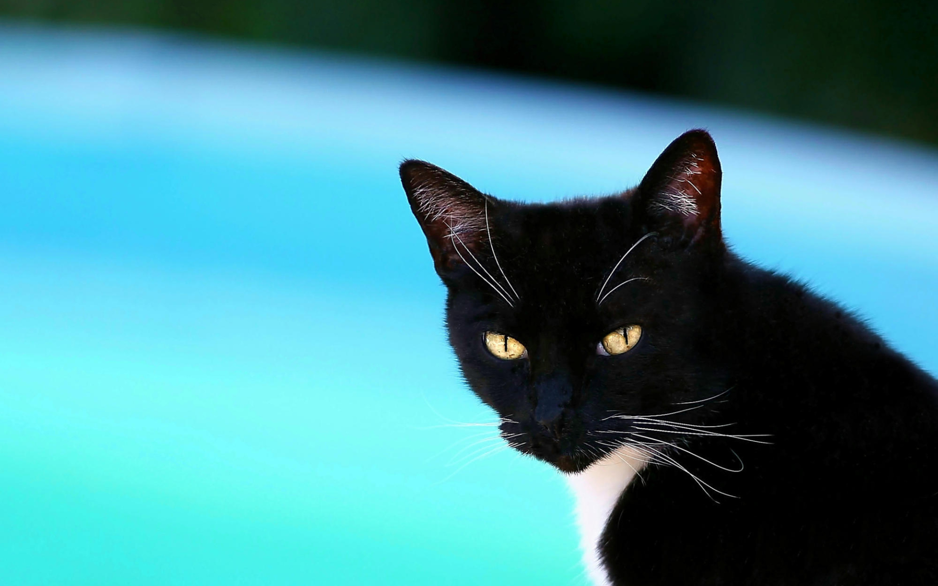 Черная американская короткошерстная кошка