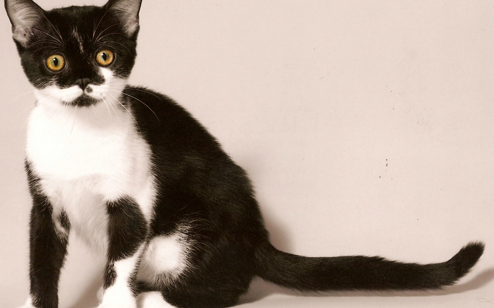 Черно белая американская короткошерстная кошка
