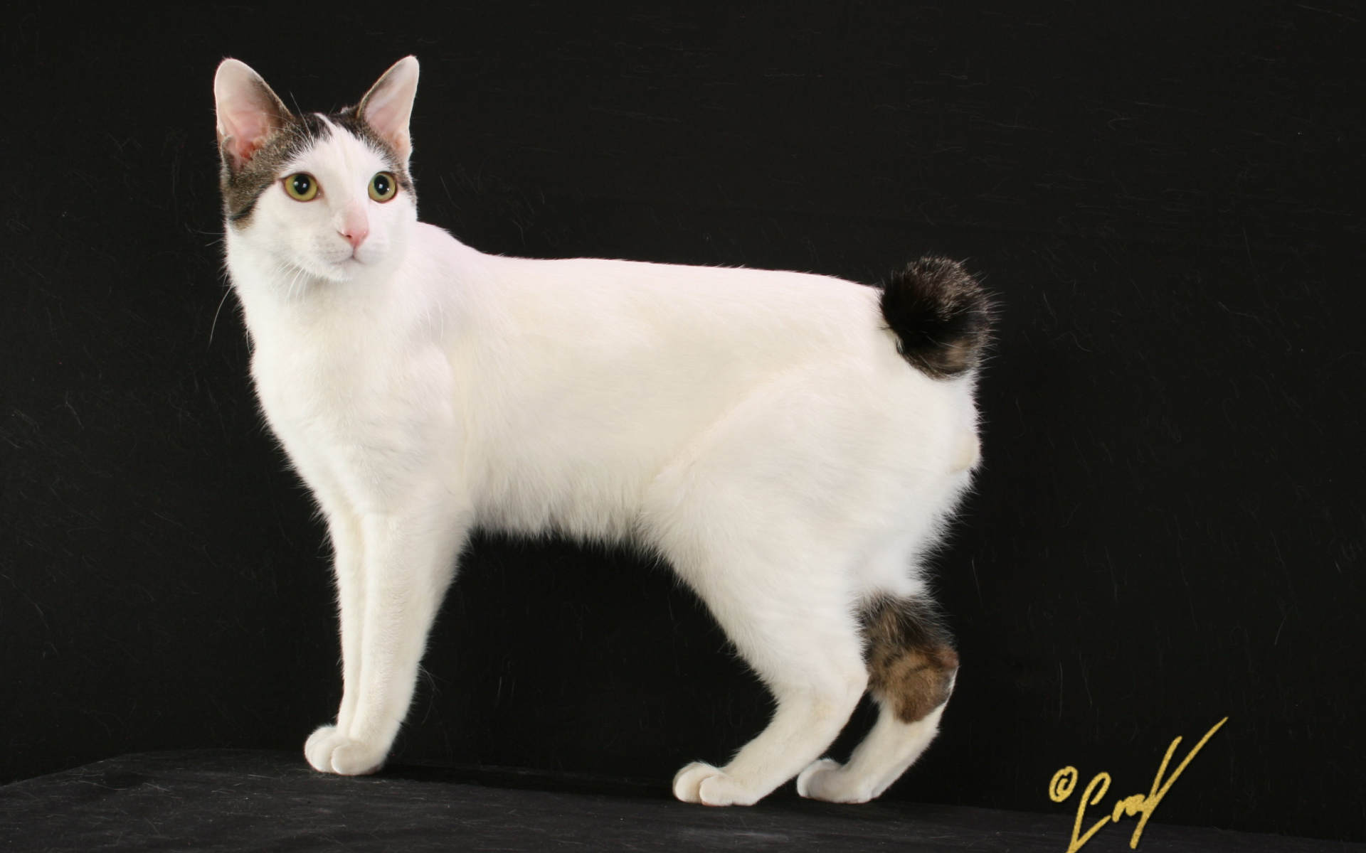 Бело черный японский бобтейл