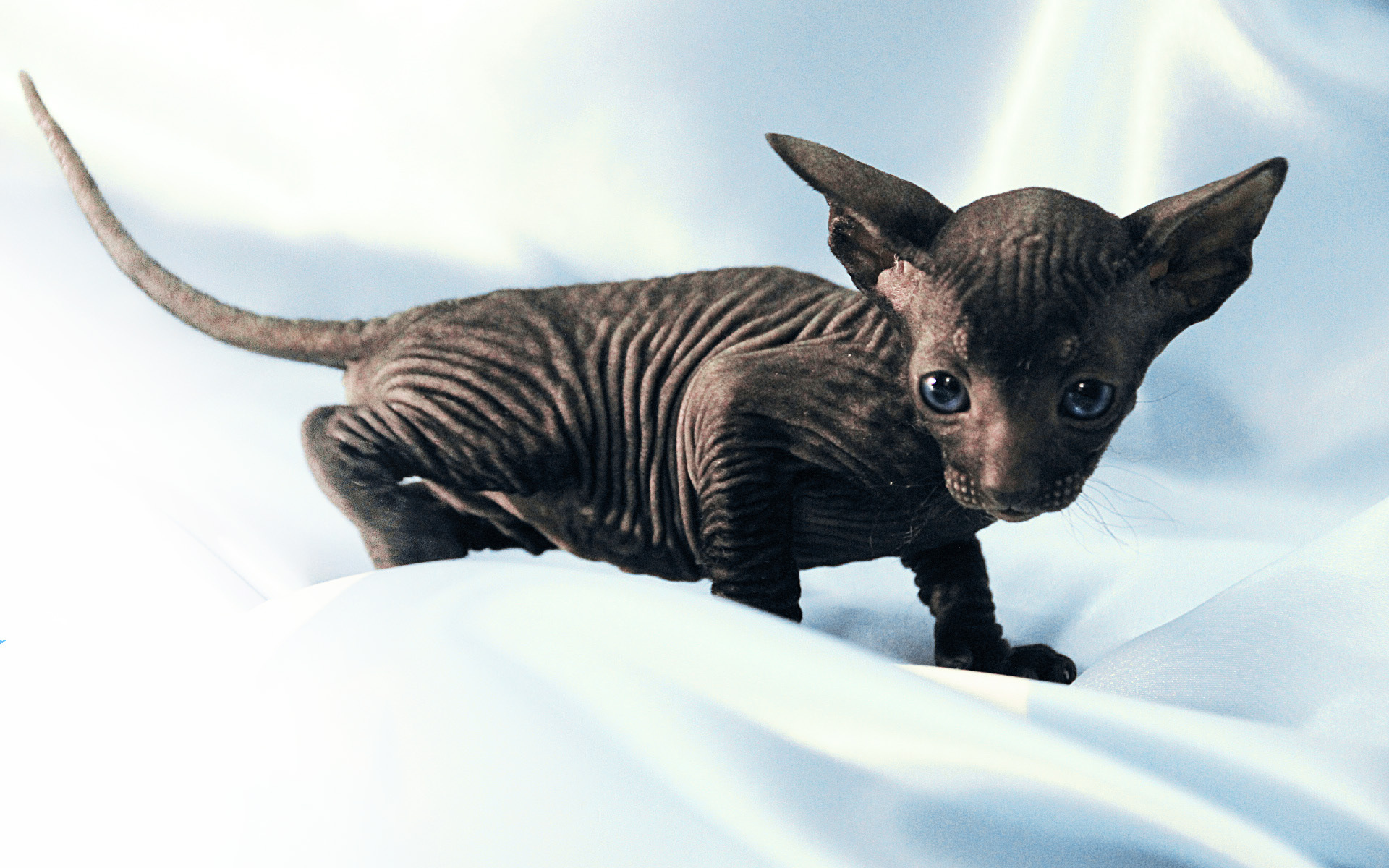 Черный котенок петерболд