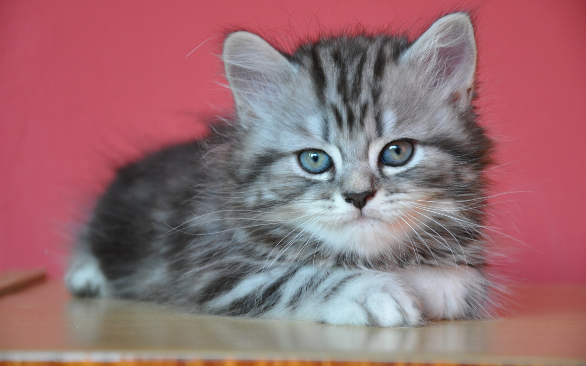 Котенок британской длинношерстной кошки