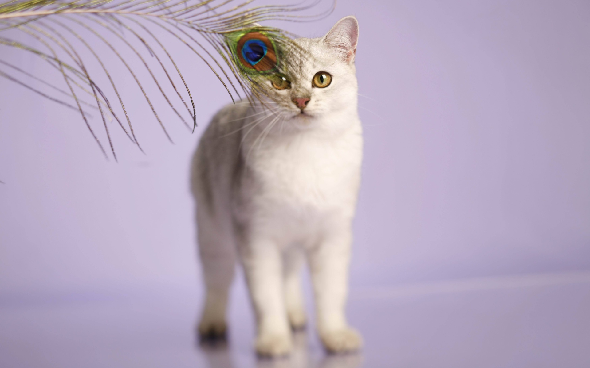 Кот бурмилла и перо павлина