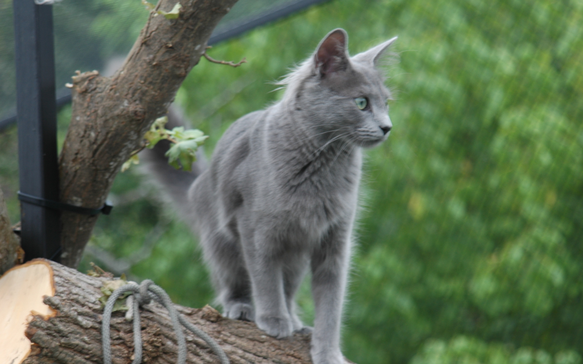 Кошка нибелунг на природе