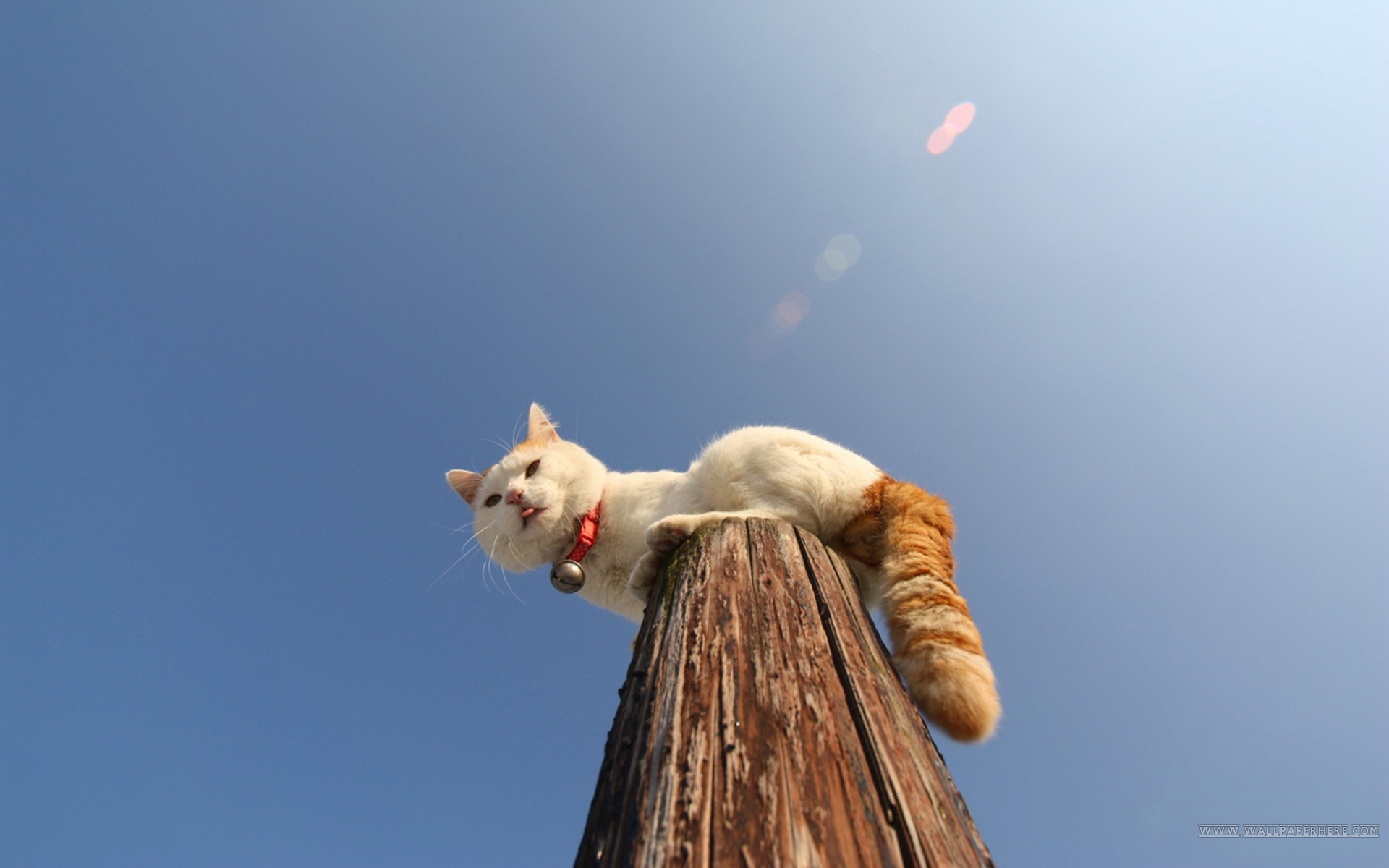 Кот на деревянном столбе