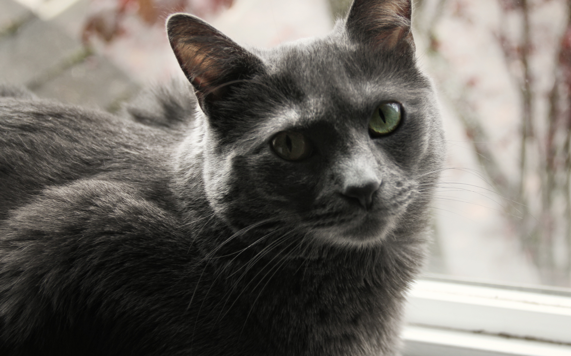 Довольный кот корат