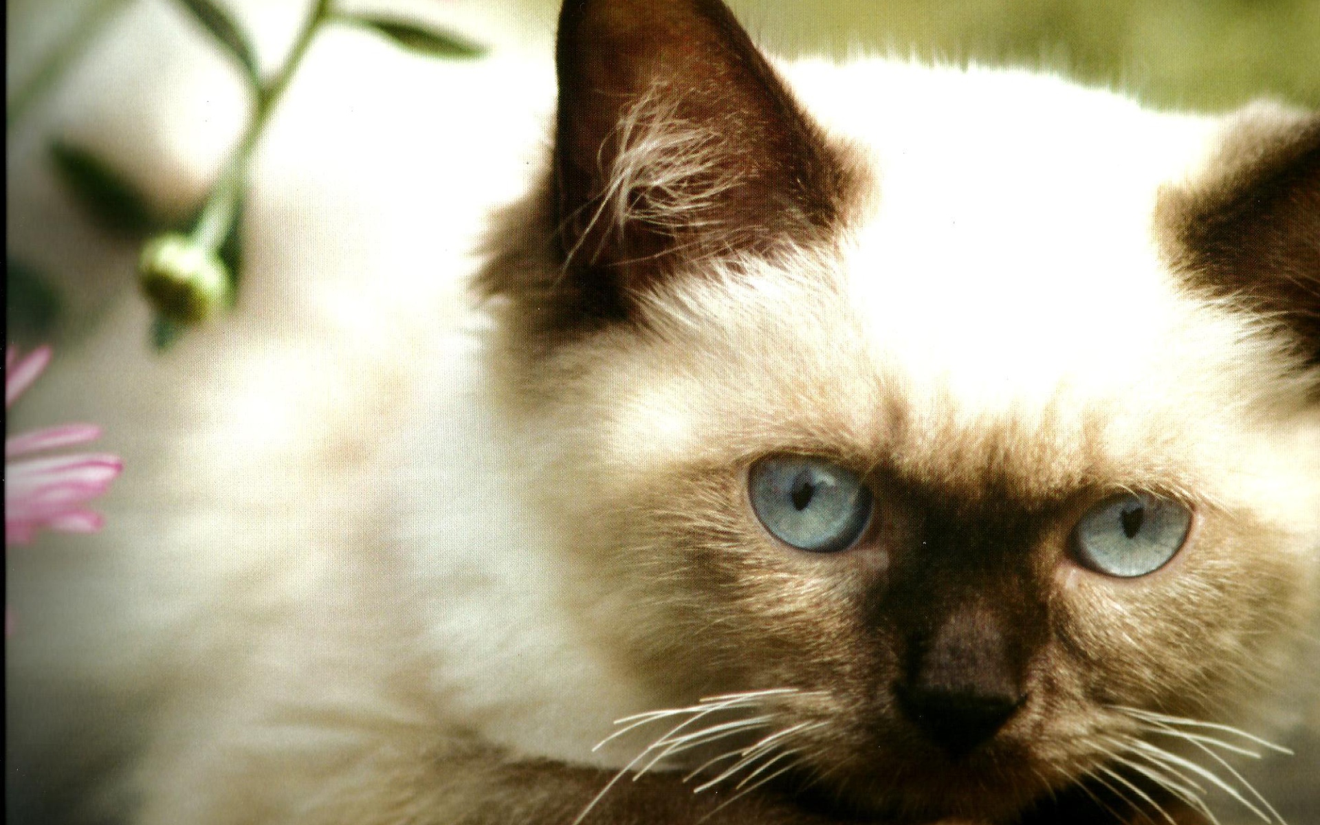 Милый котенок гималайской кошки