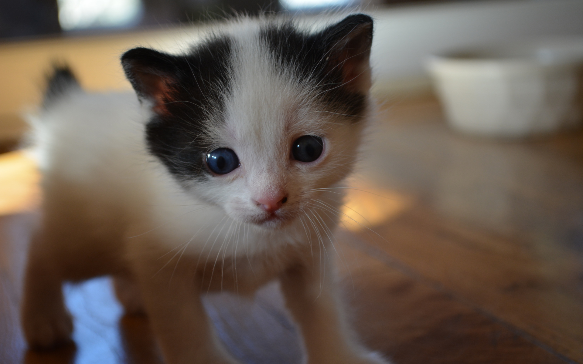 Милый котенок японского бобтейла