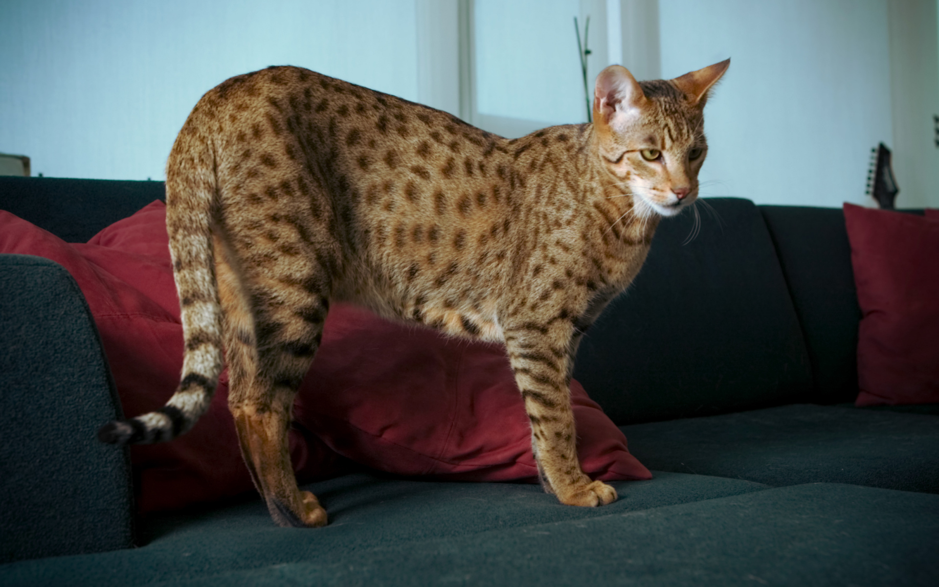 Домашняя кошка саванна