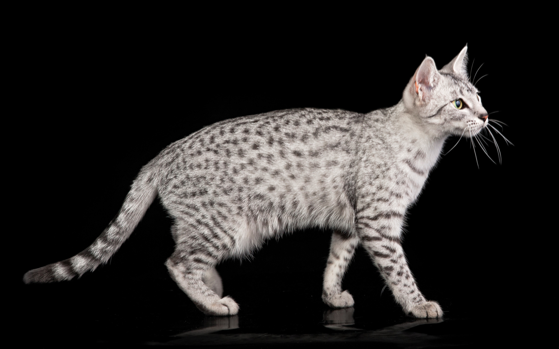 Египетская мау на черном фоне