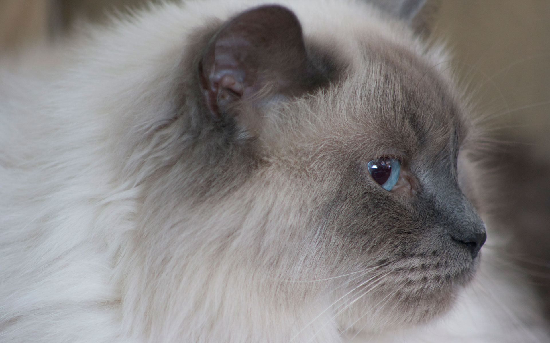 Пушистая гималайская кошка