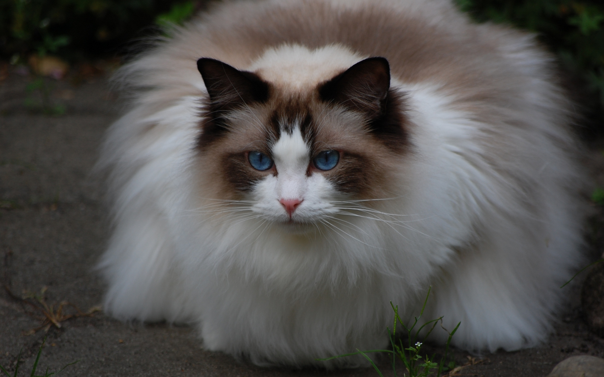 Пушистая кошка рэгдолл