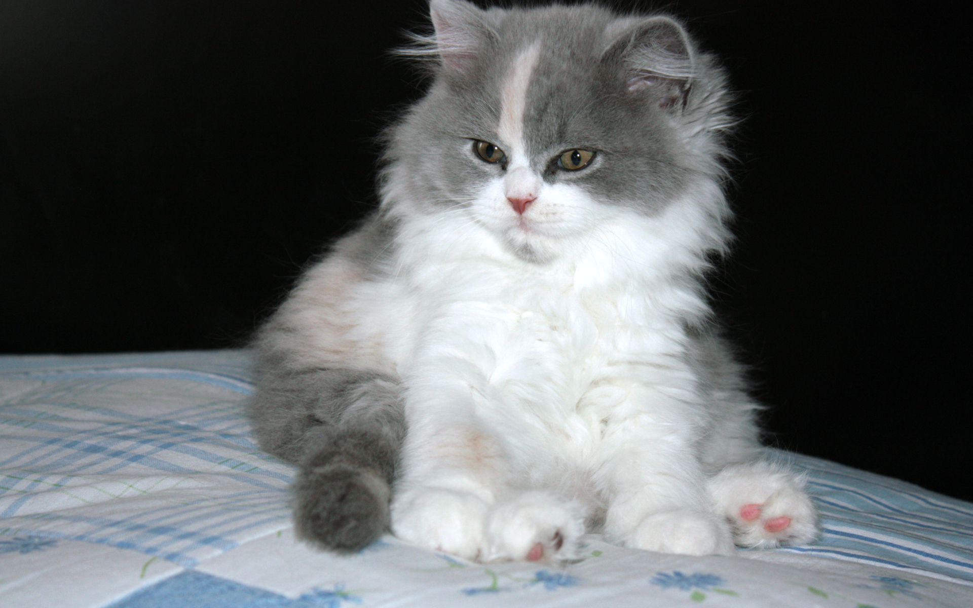 Пушистый котенок британской длинношерстной кошки