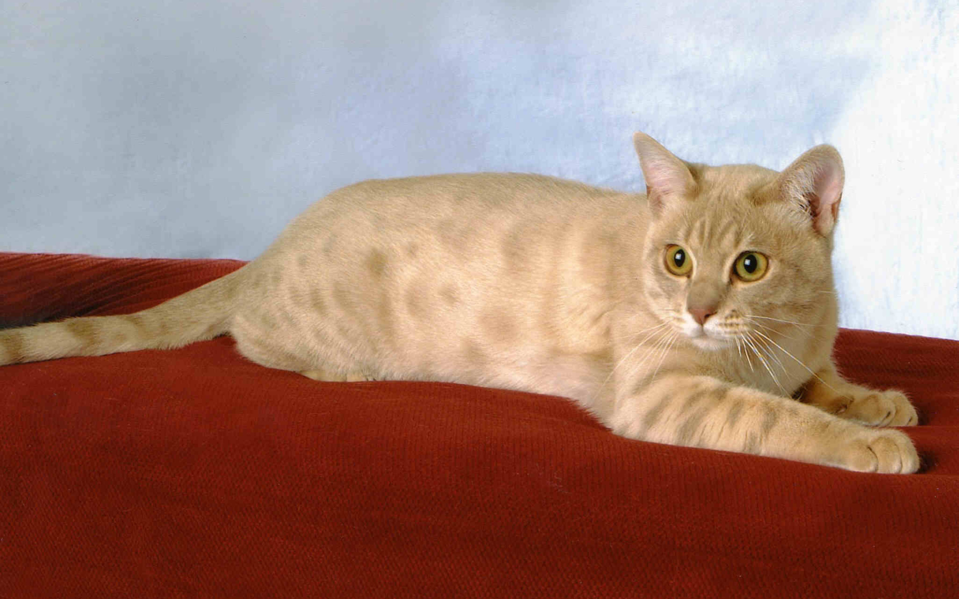 Забавный австралийский мист