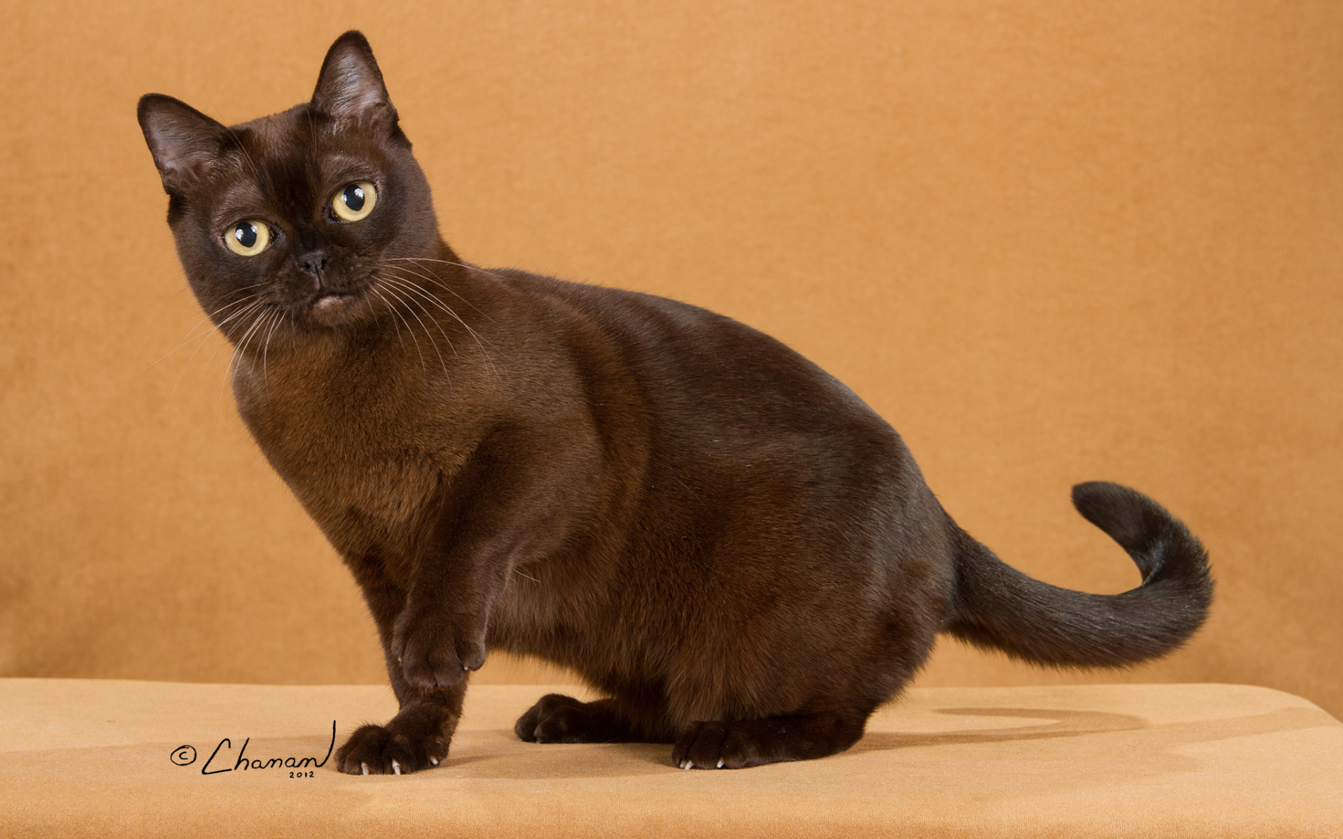 Забавная бурманская кошка