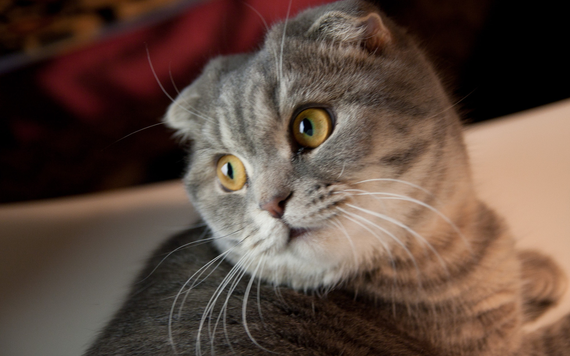 Забавная шотландская кошка