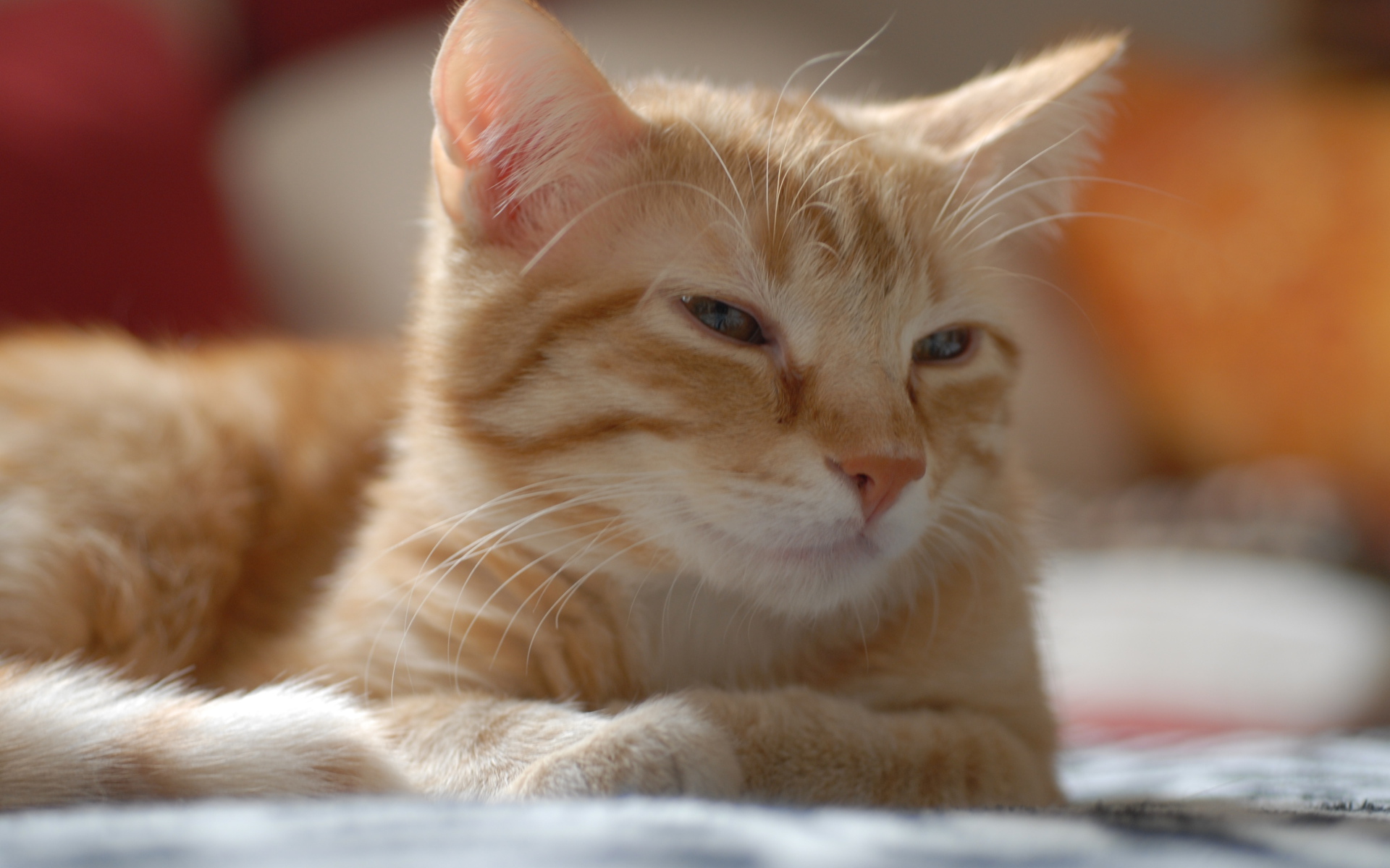 Рыжий котенок европейской короткошерстной кошки