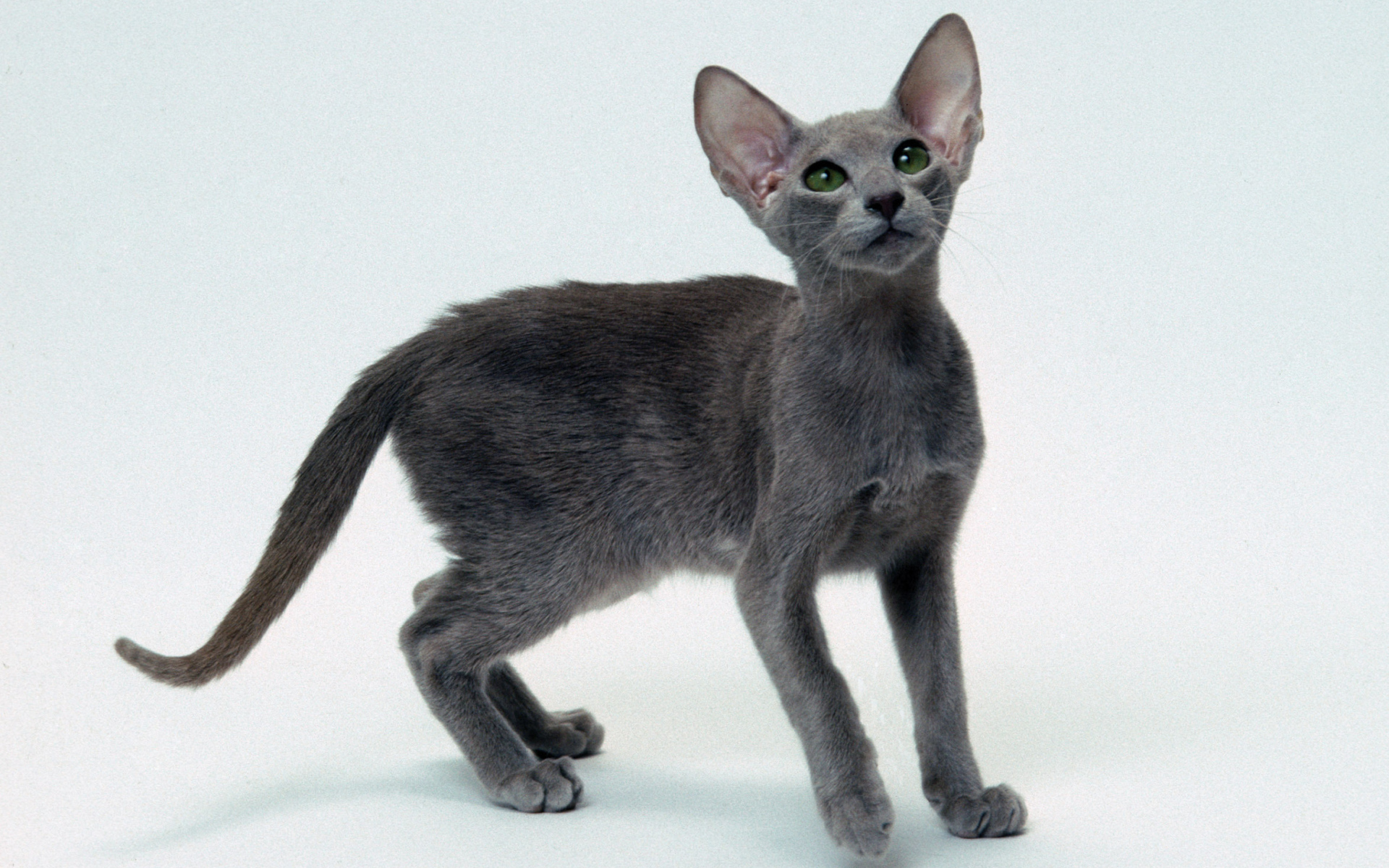 Серый котенок ориентальной короткошерстной кошки