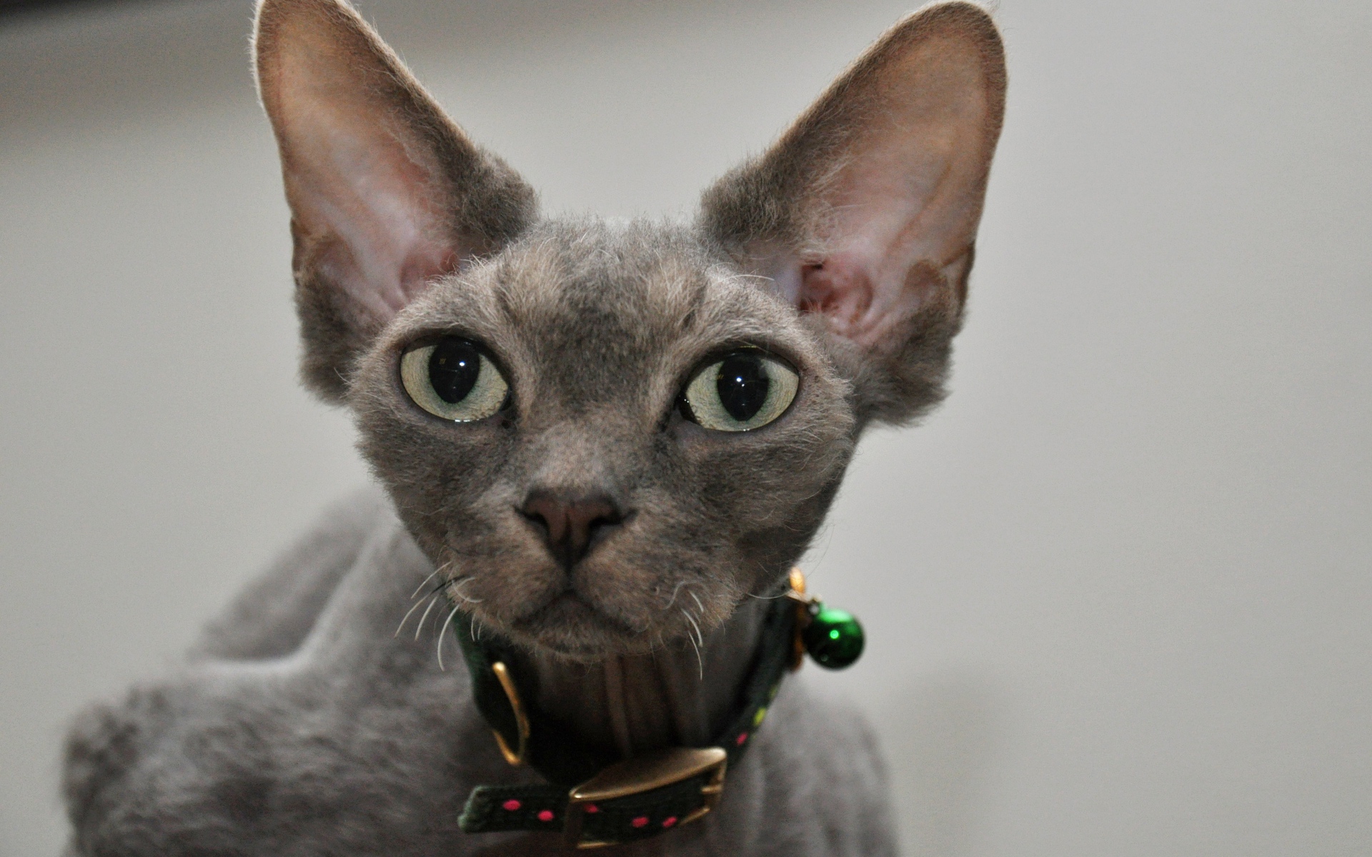 Серый девон-рекс