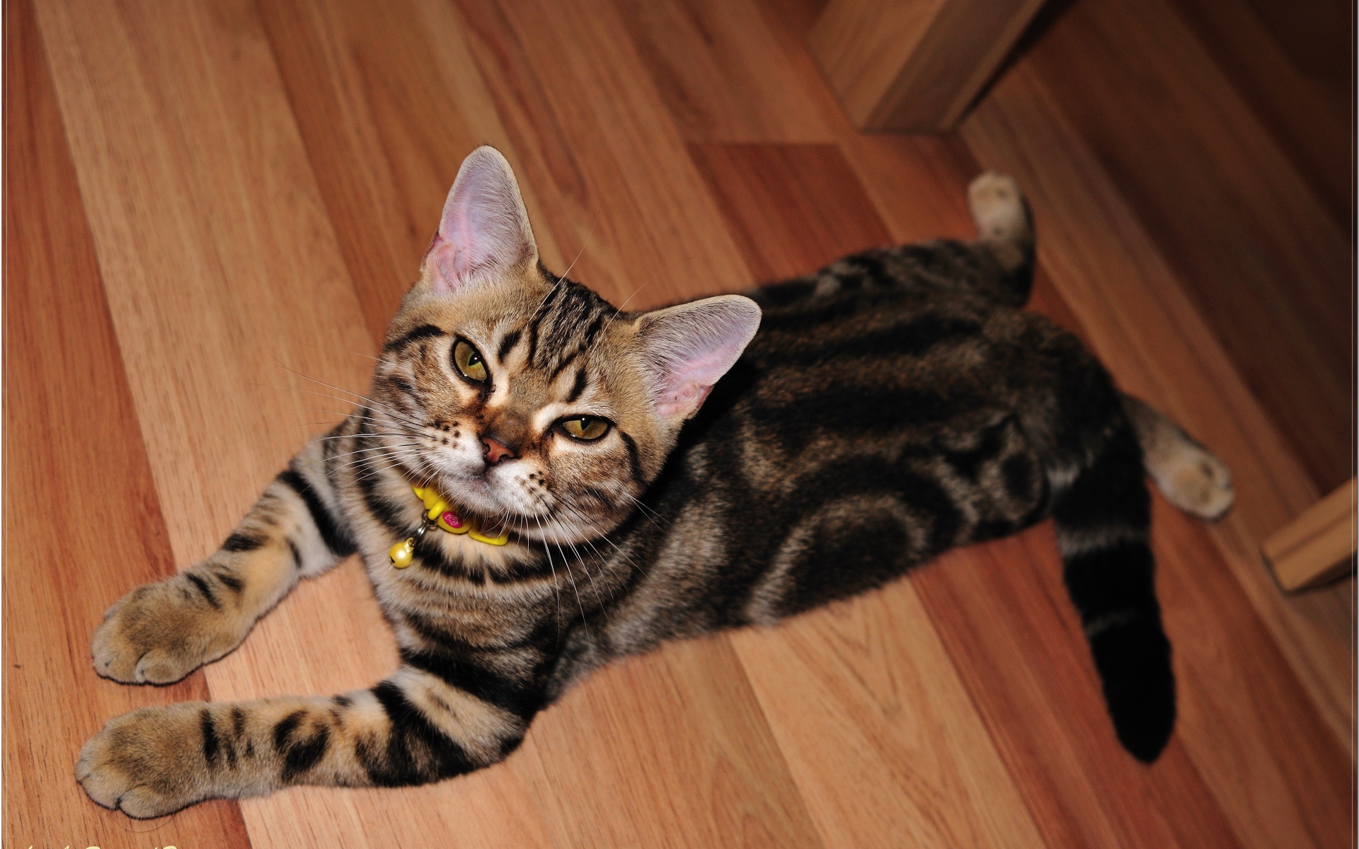 Домашняя американская короткошерстная кошка