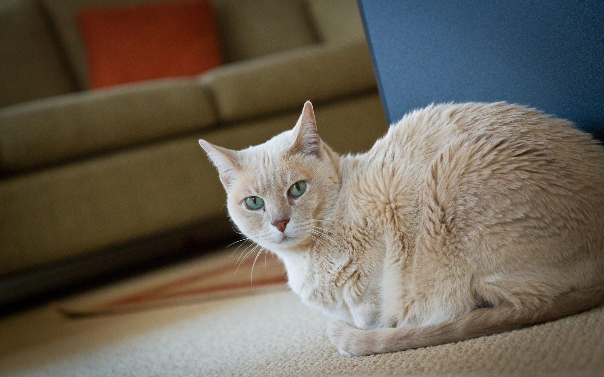 Домашний кот австралийский мист