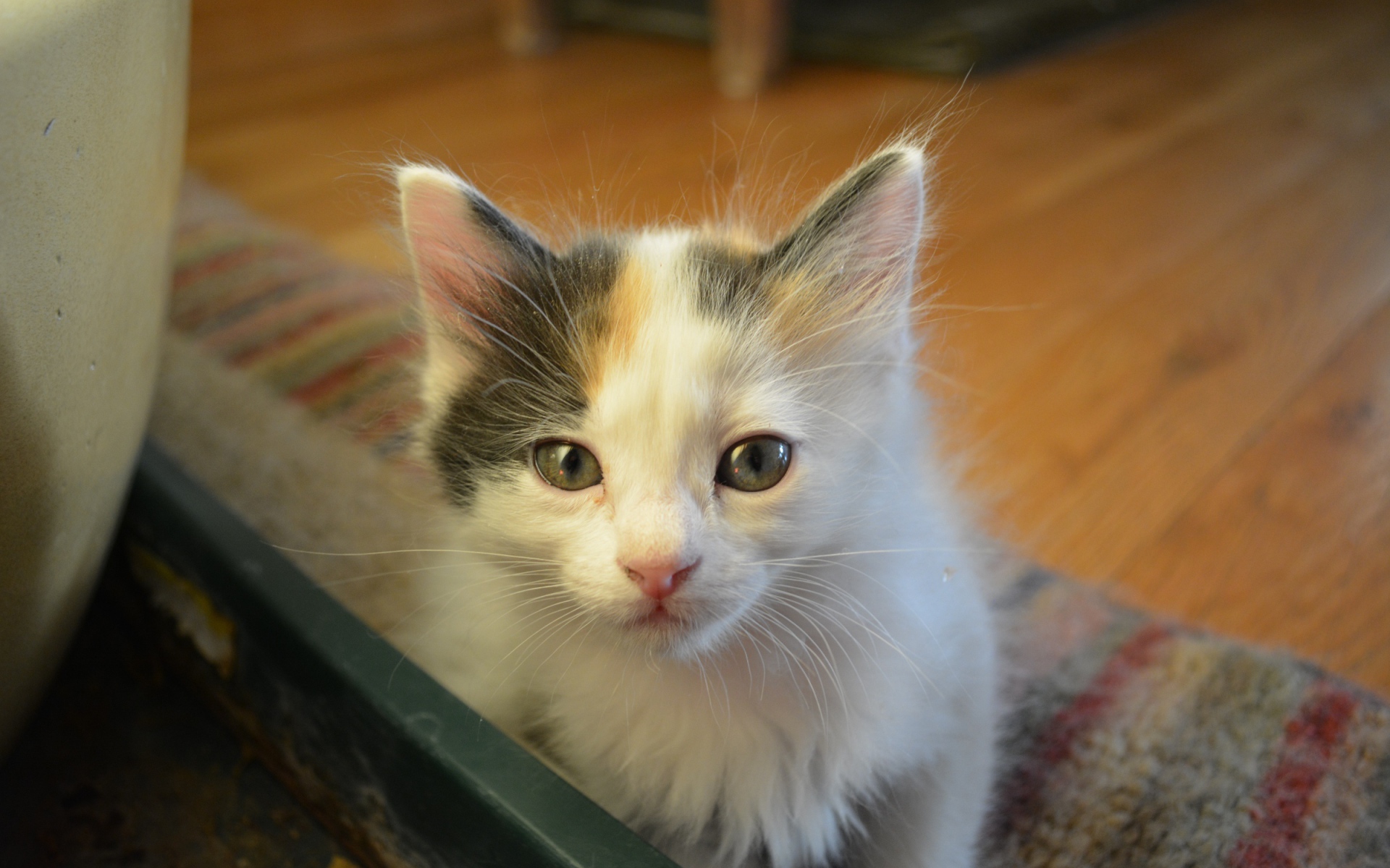 Котенок японского бобтейла