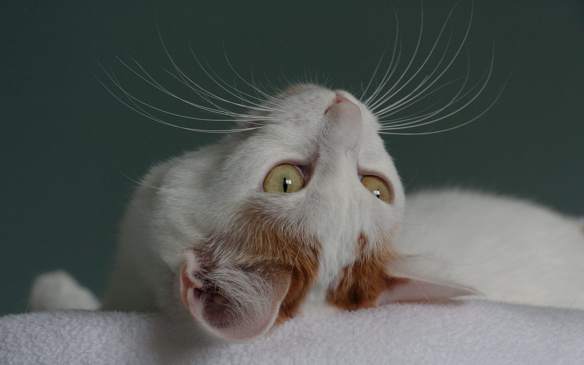 Японский бобтейл смотрит вверх