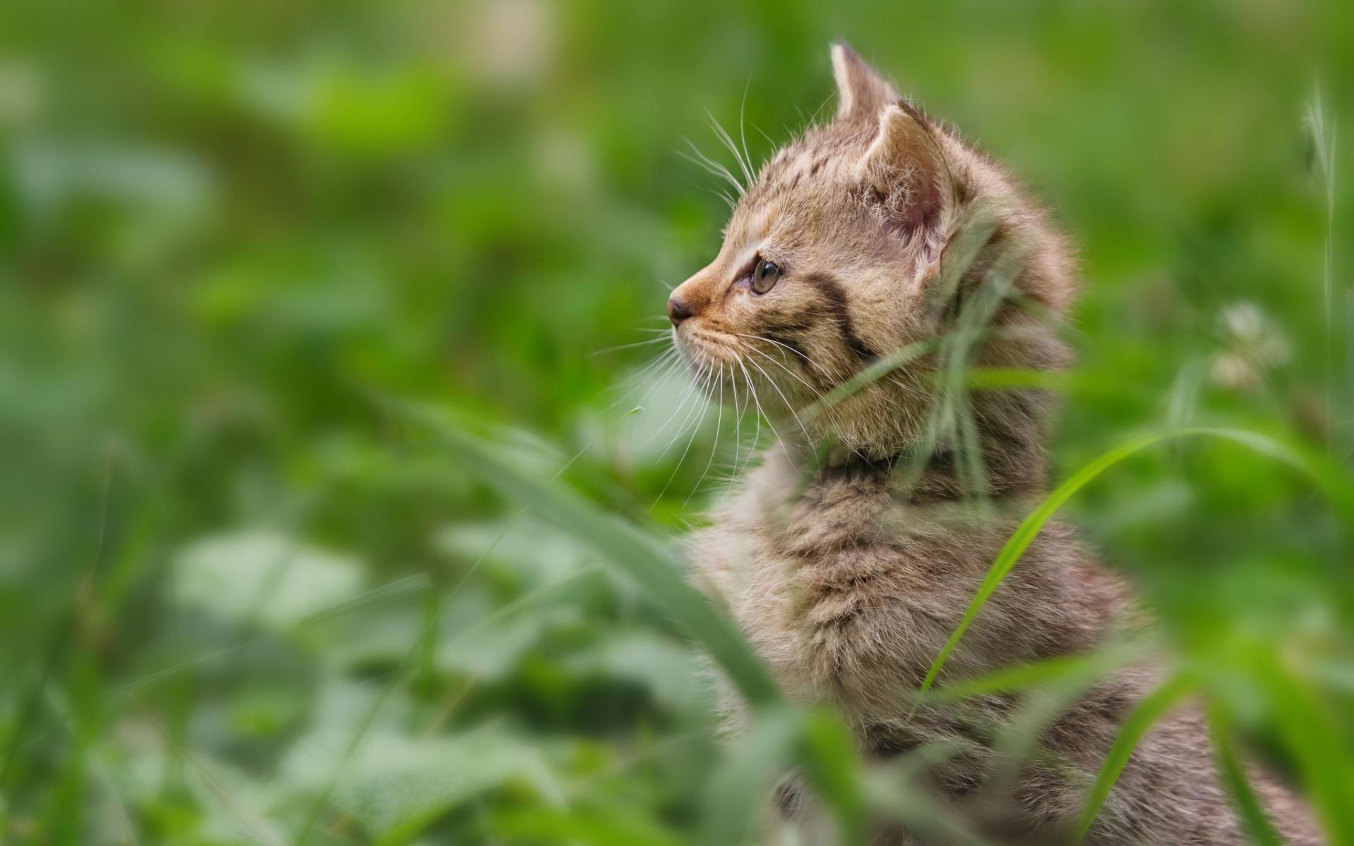 Котенок гуляет в траве