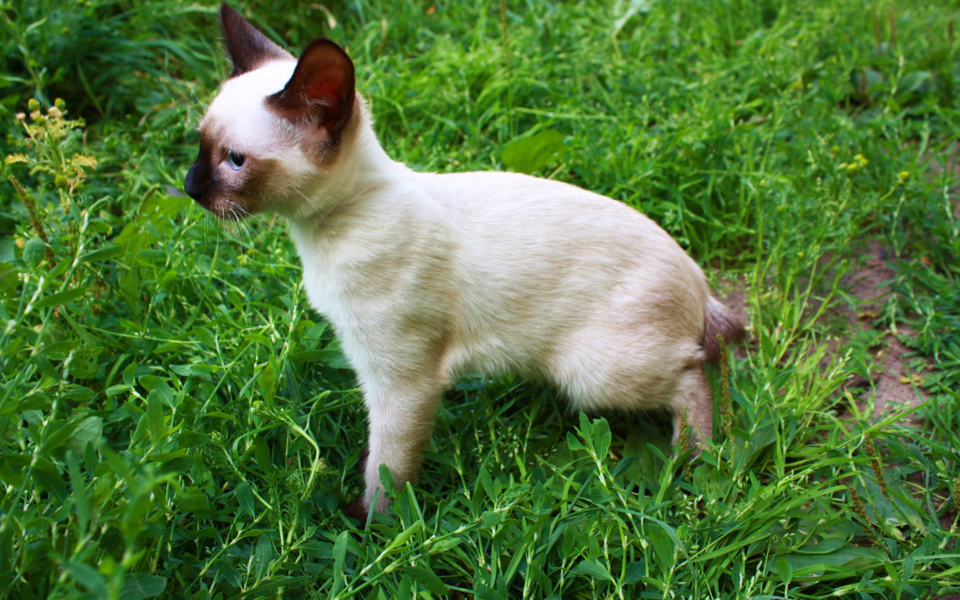 Маленький меконгский бобтейл на траве