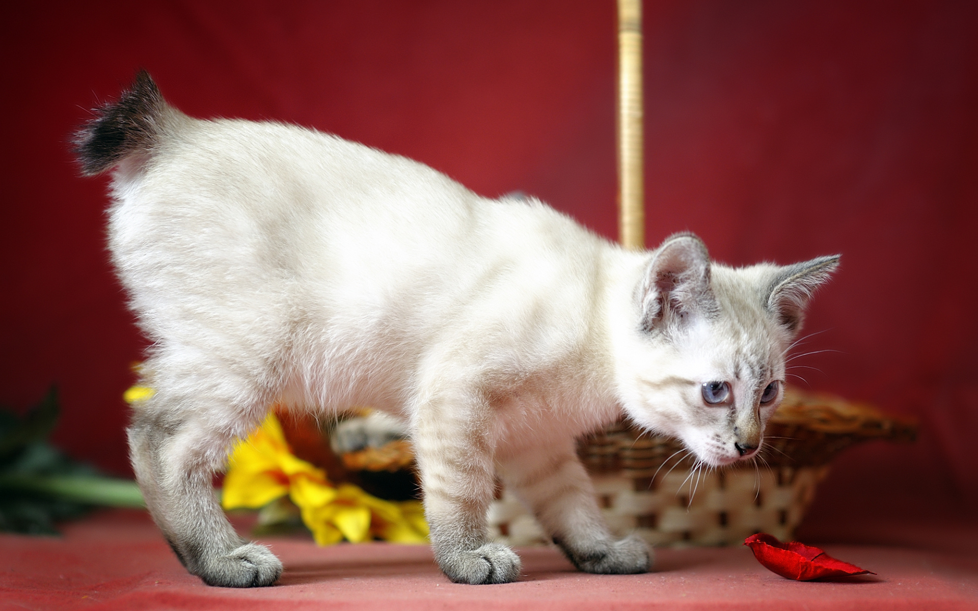 Меконгский бобтейл на красном фоне