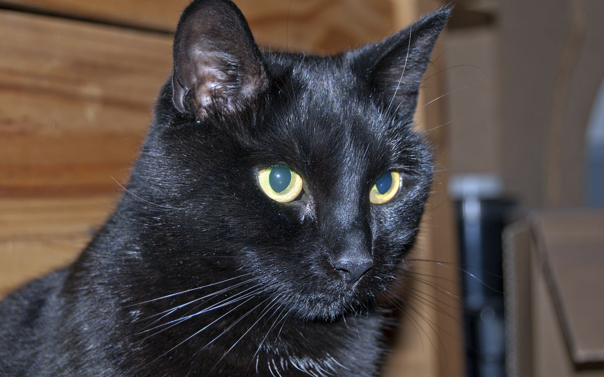 Мордочка бомбейской кошки