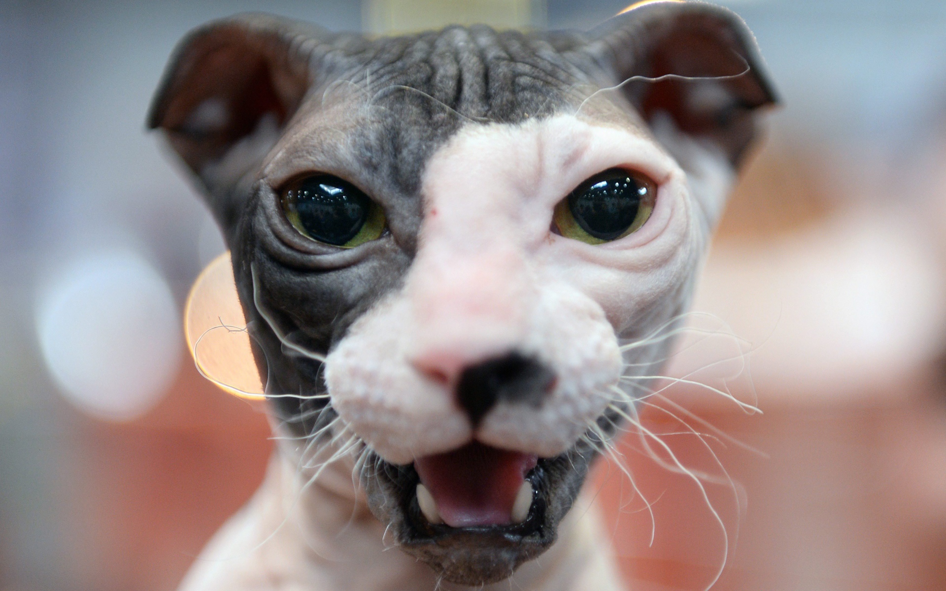 Морда кота украинский левкой