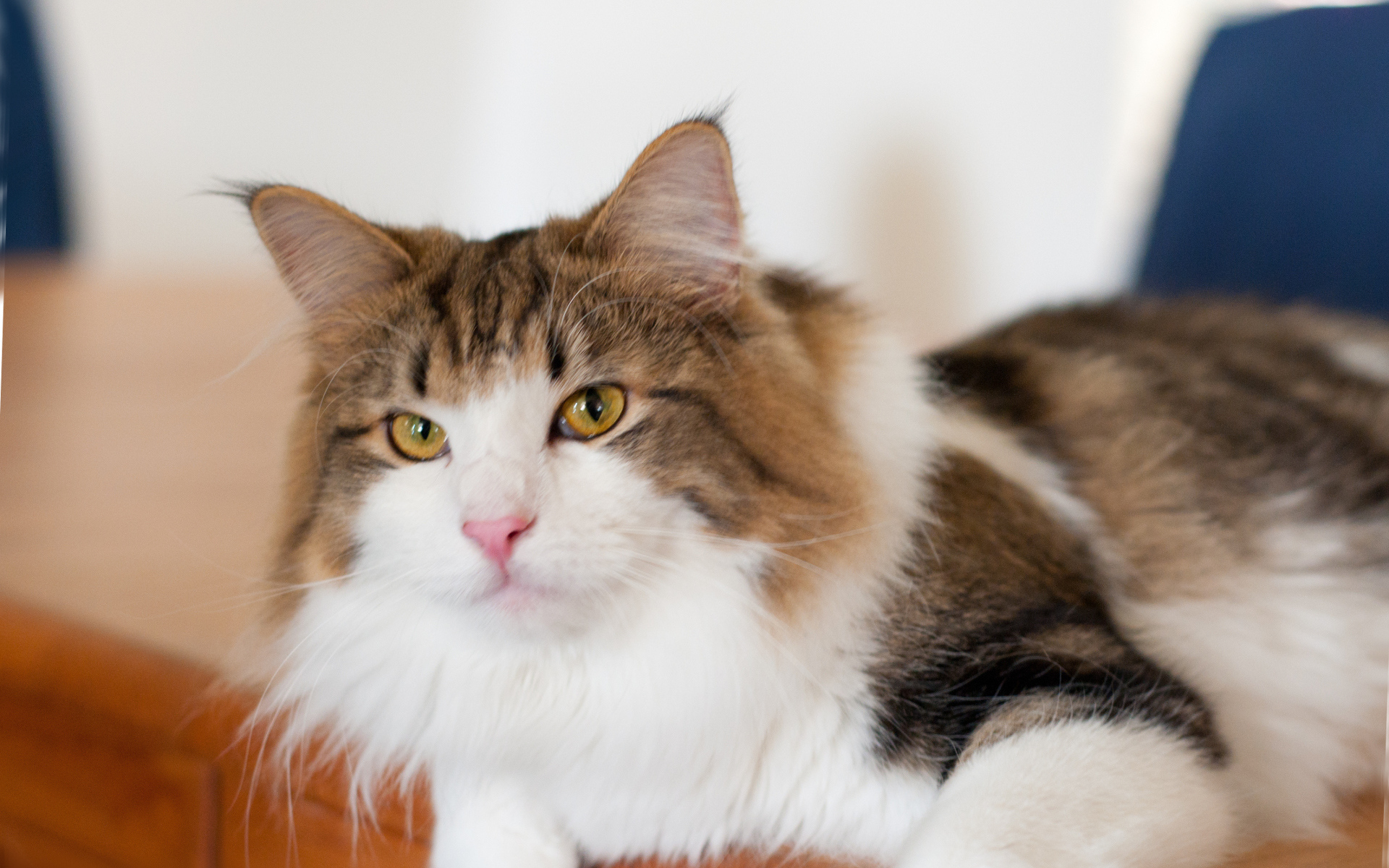 Благородная норвежская лесная кошка