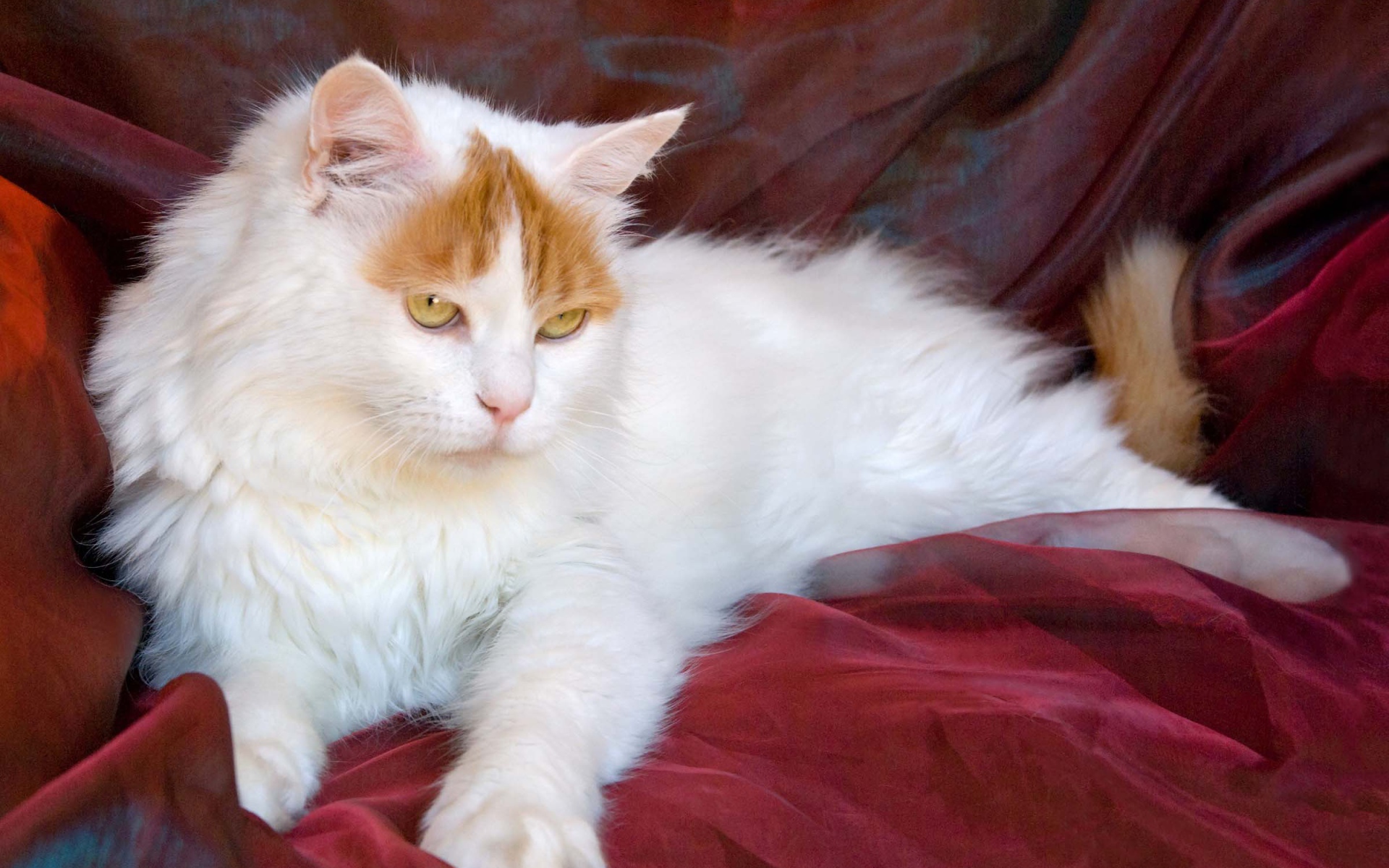 Благородный турецкий ван