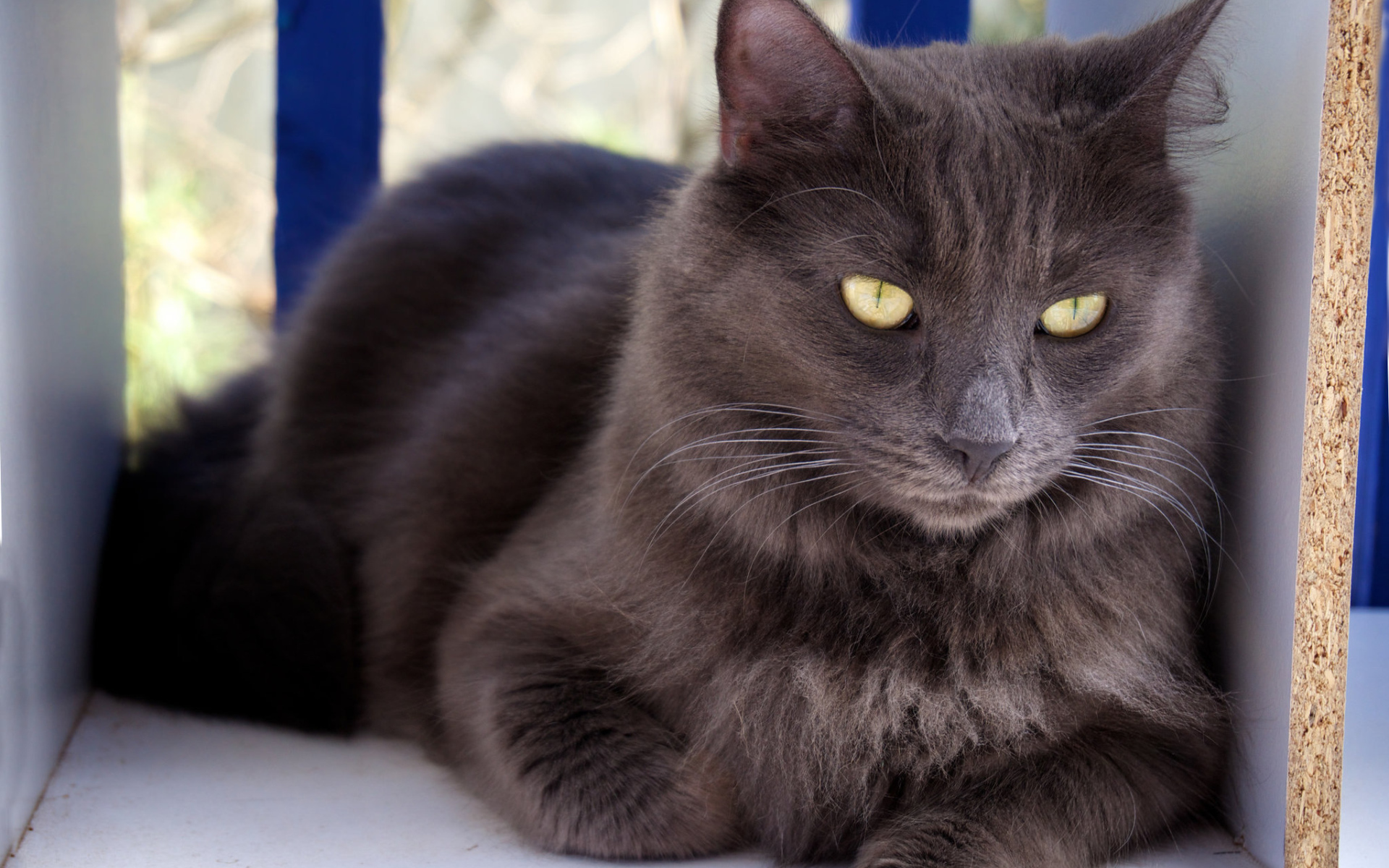 Благородный кот нибелунг