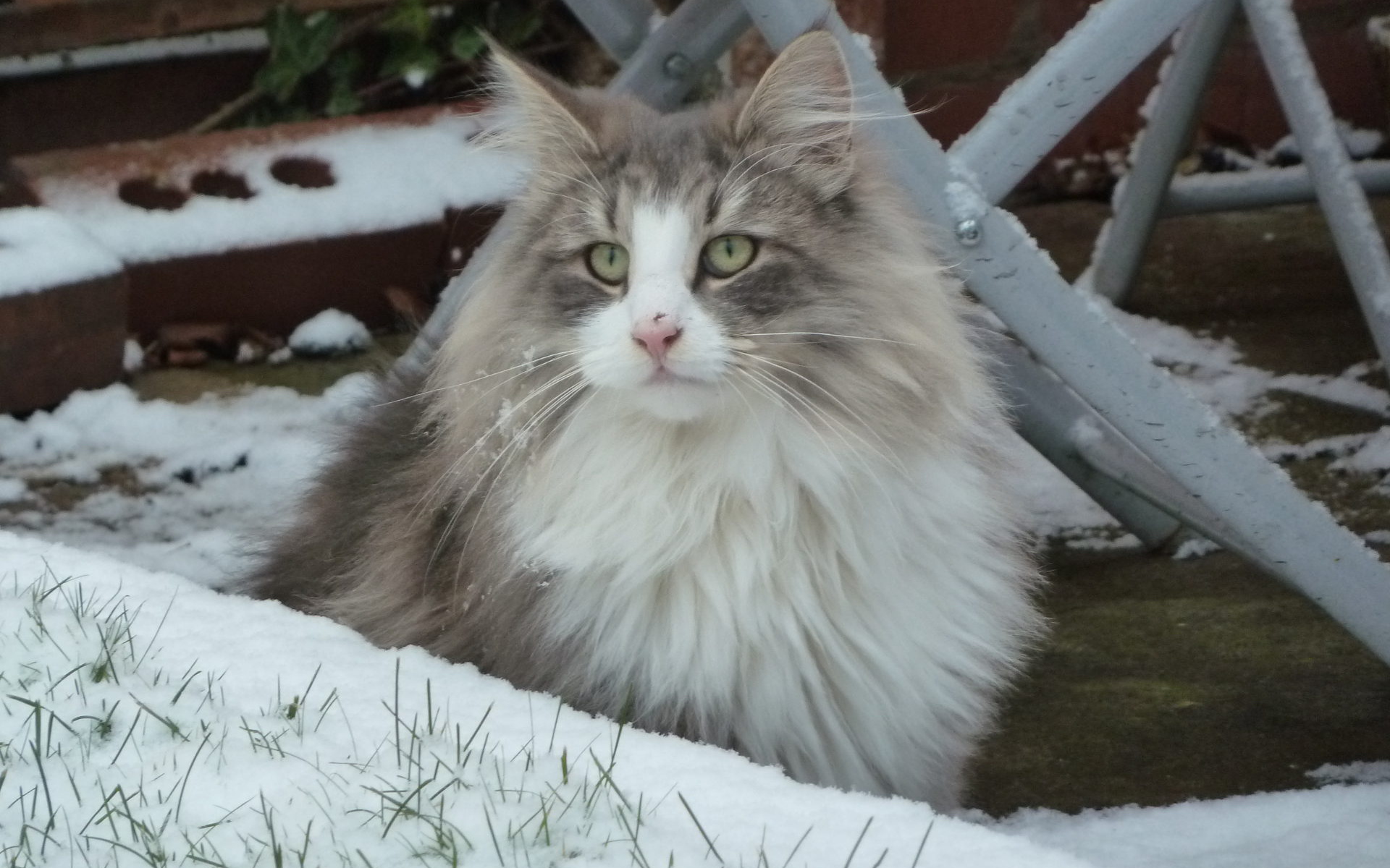 Норвежская лесная кошка зимой