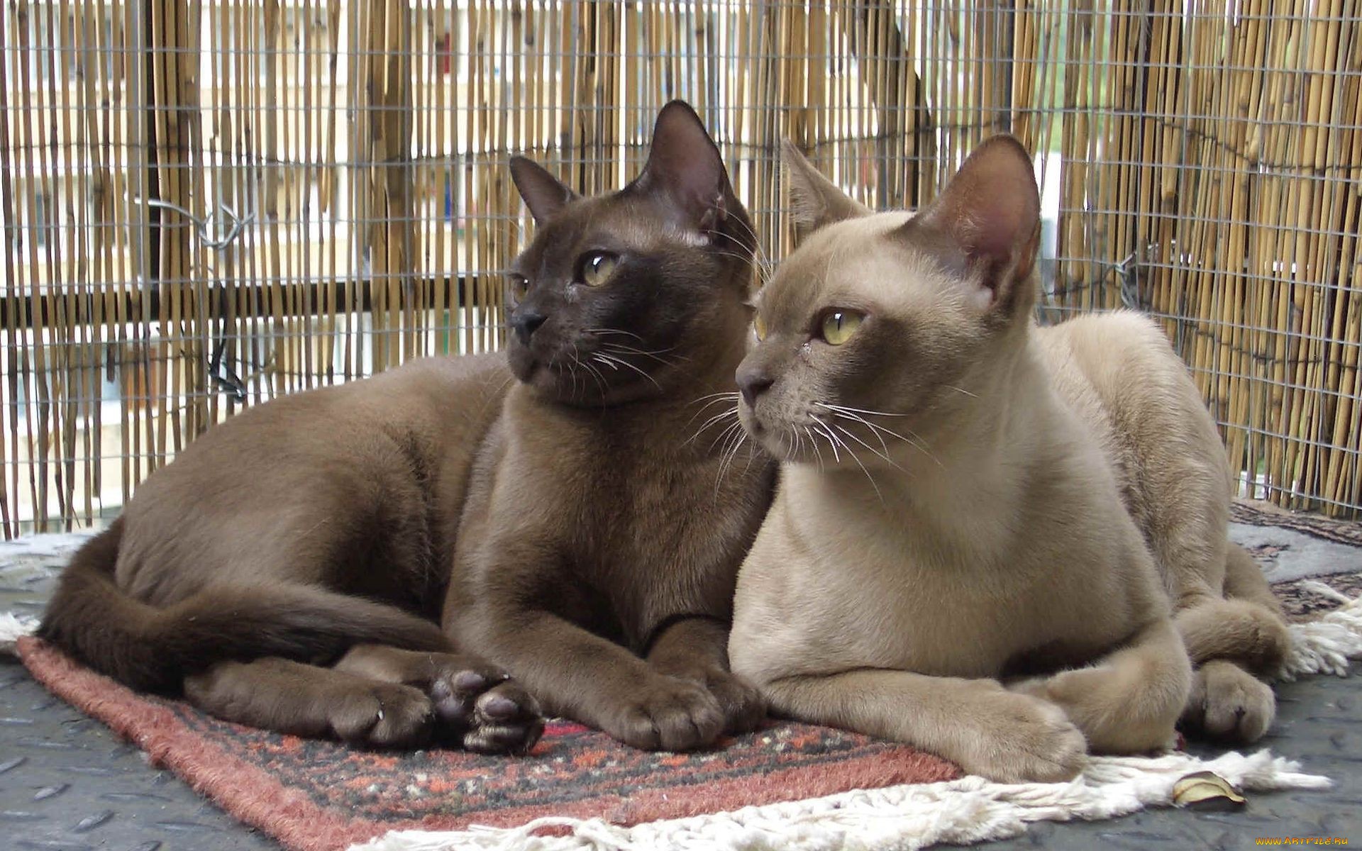 Пара бурманских кошек