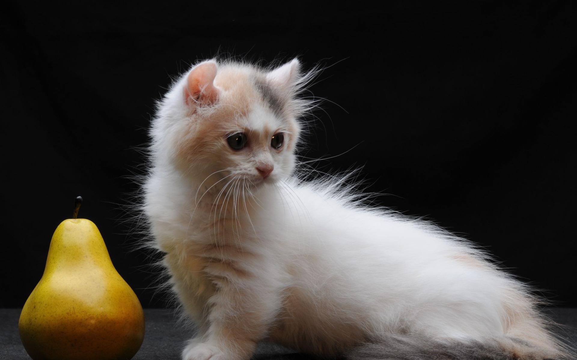 Груша и котенок манчкин