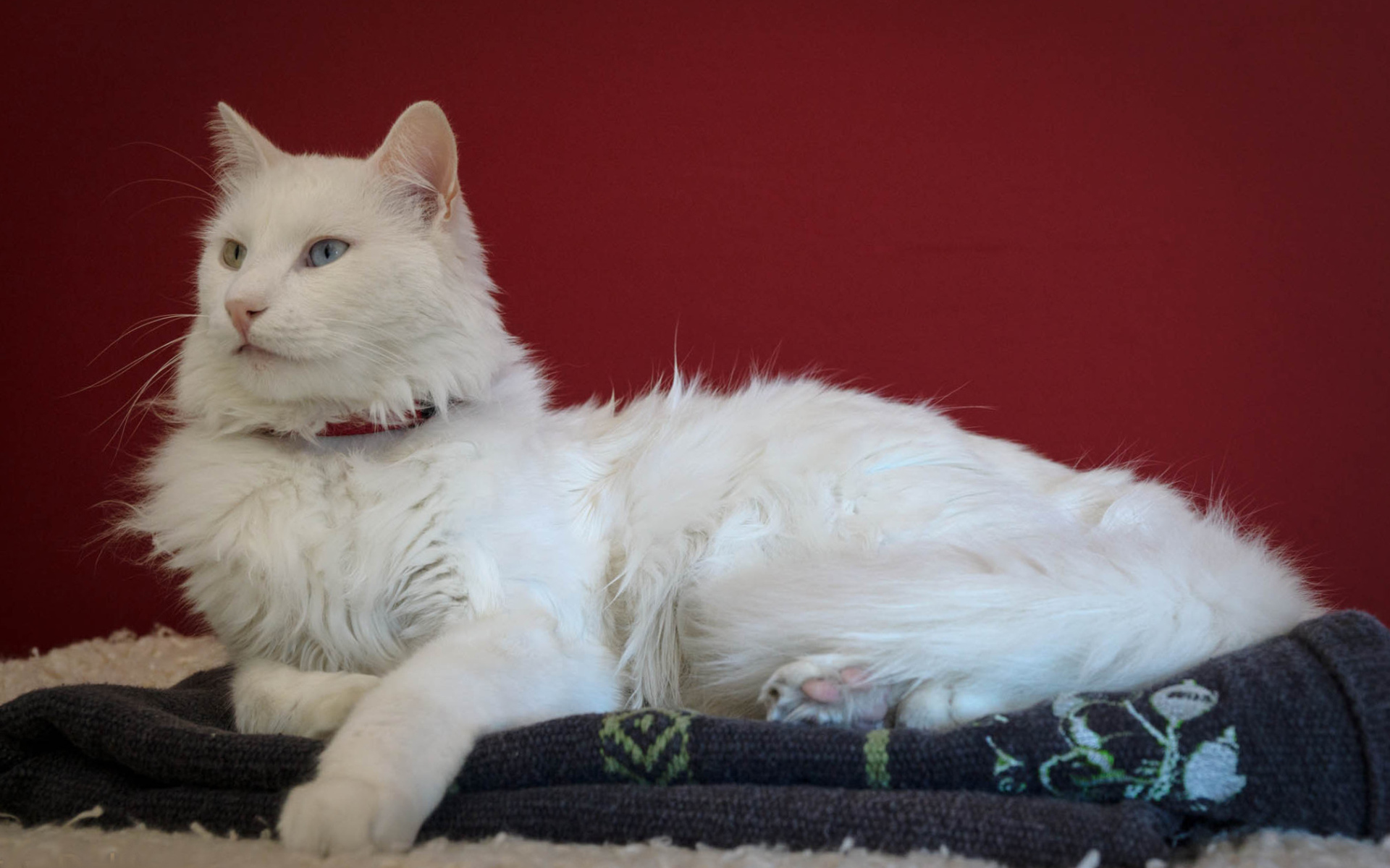 Гордый кот турецкая ангора