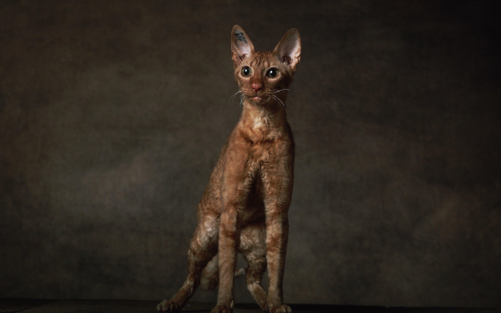 Породистый корниш рекс