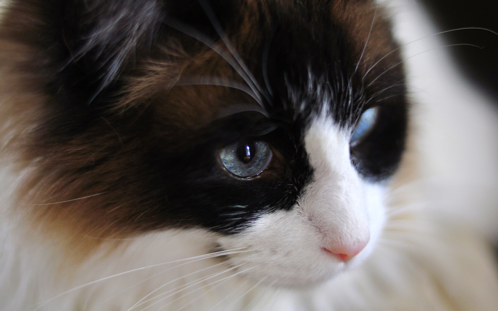 Мордочка кота рэгдолл