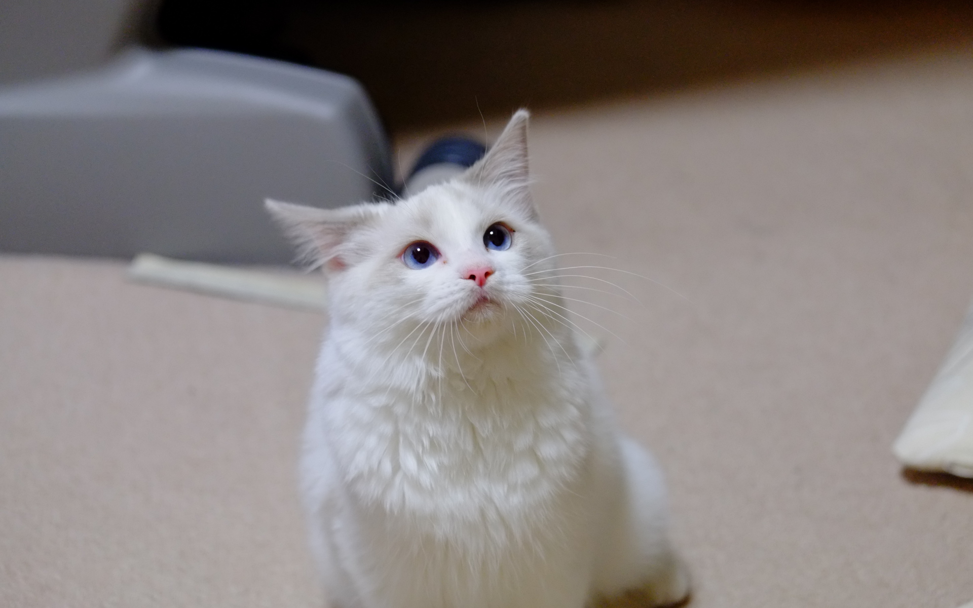 Рэгдолл смотрит вверх