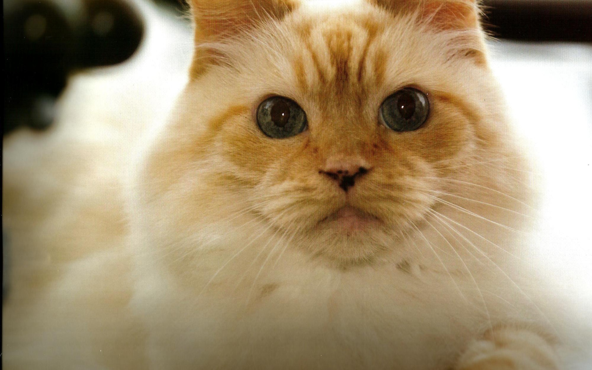 Рыжая гималайская кошка