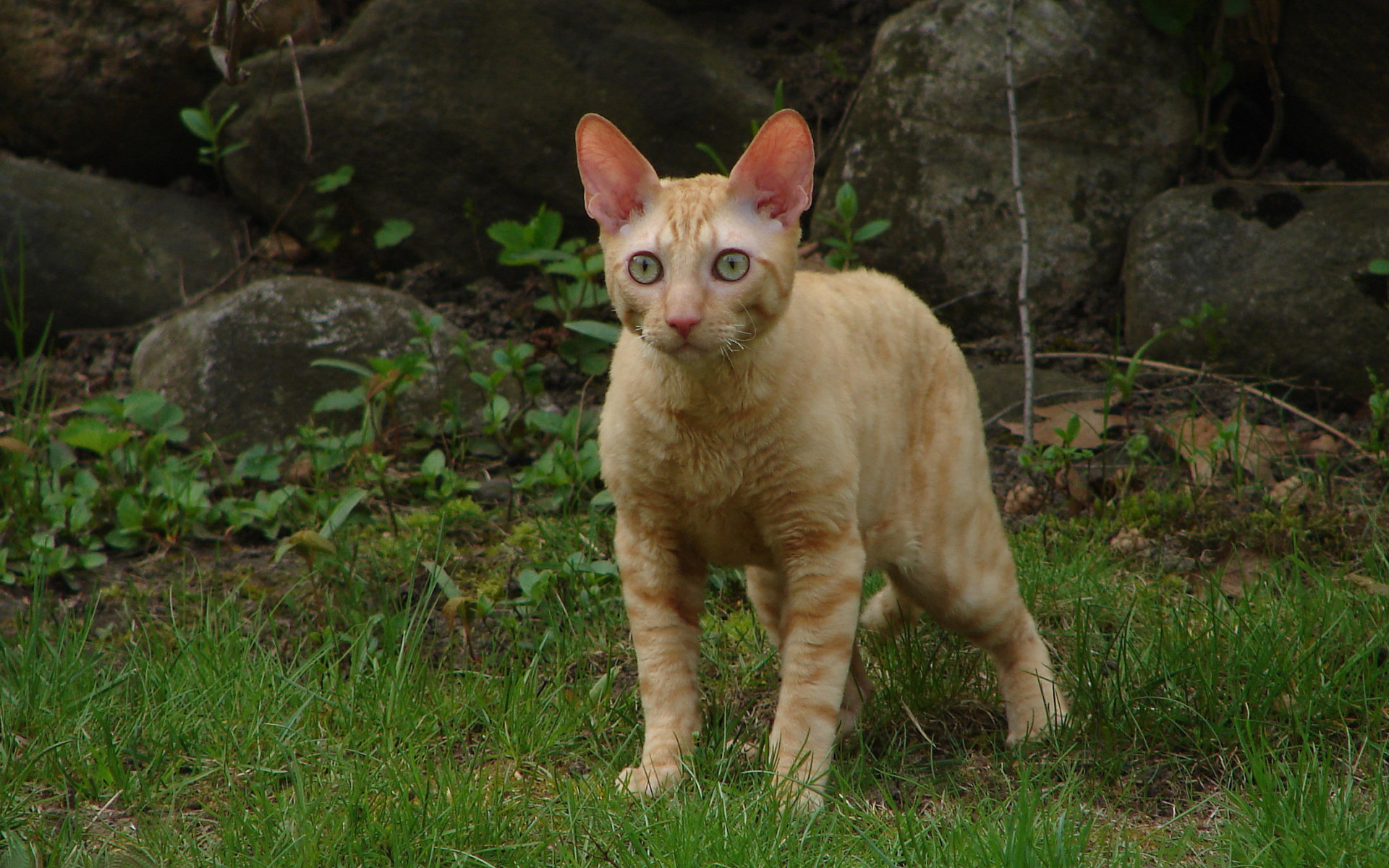 Рыжий кот корниш рекс на траве