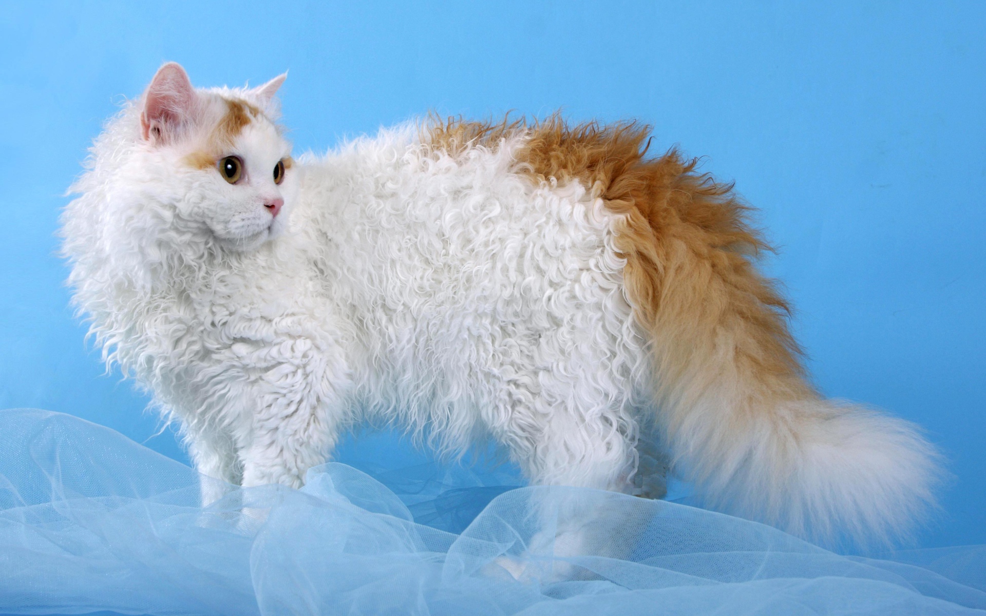 Бело рыжий селкирк рекс