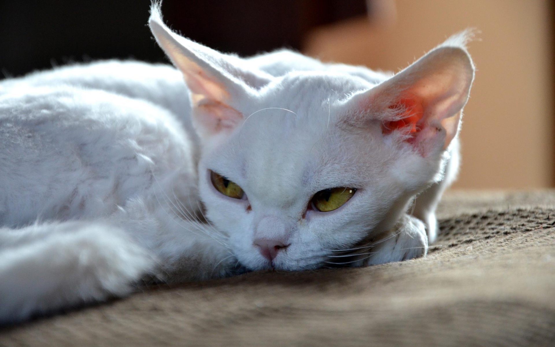 Грустный девон-рекс