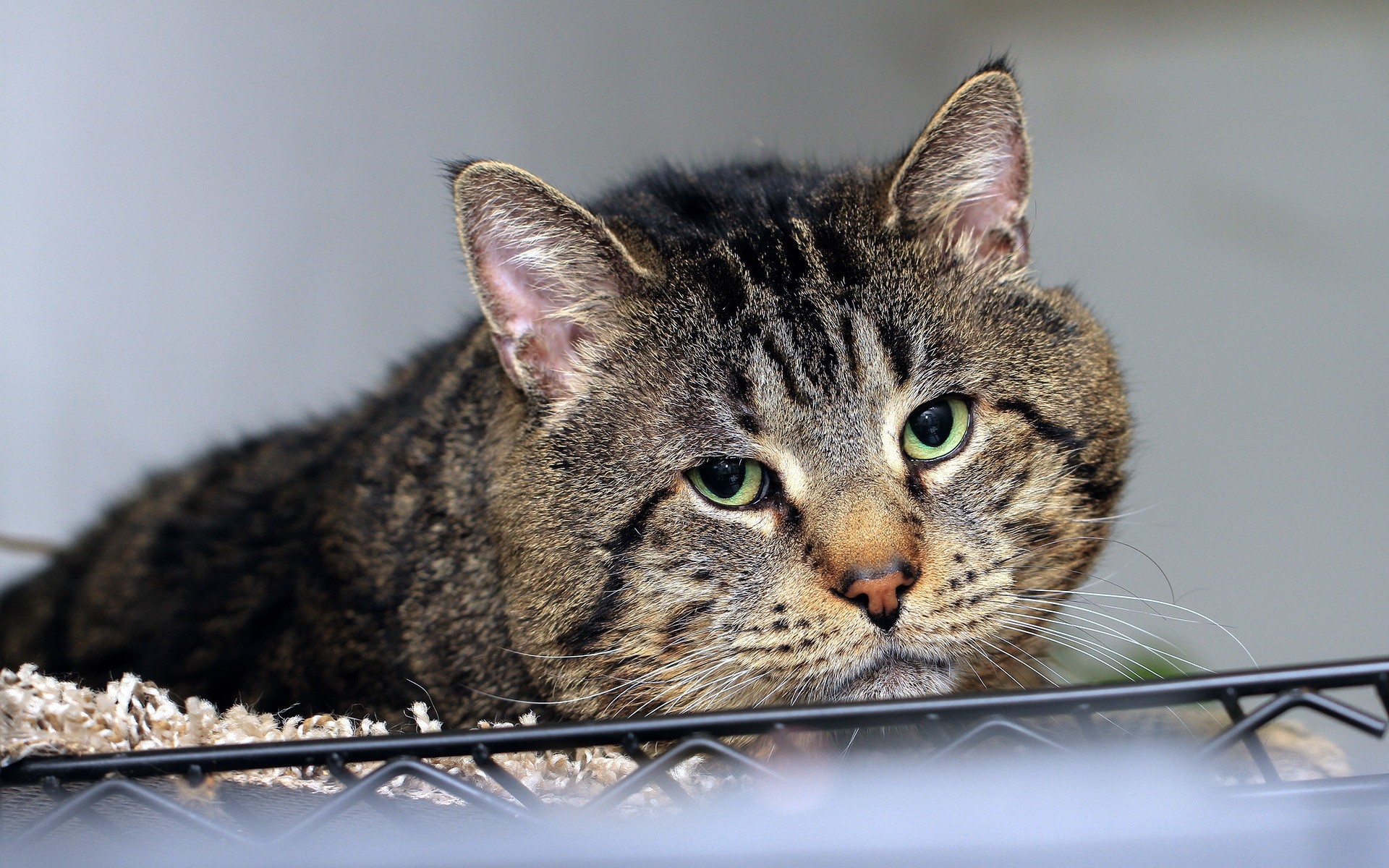 Грустный толстый кот