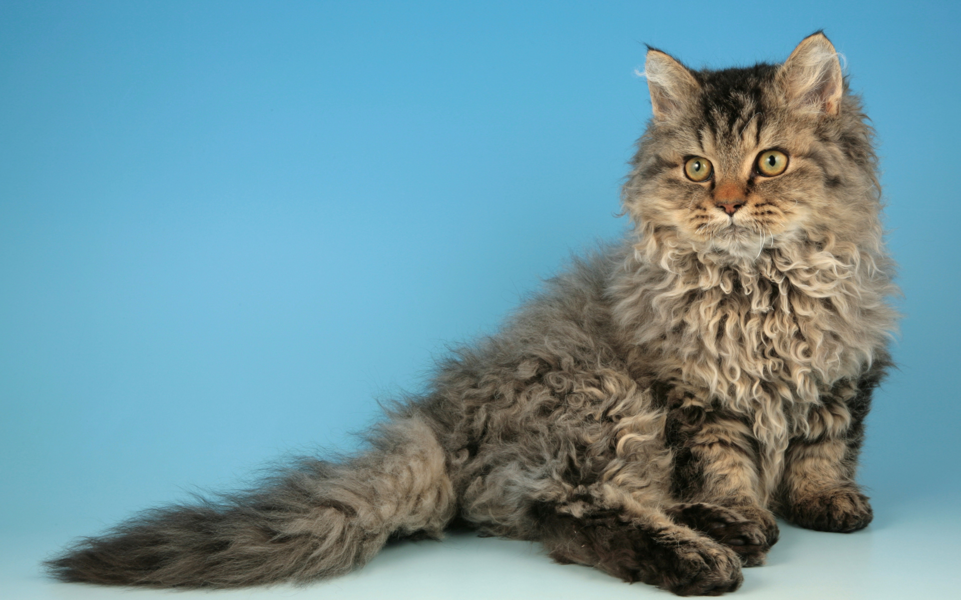 Порода кошек селкирк рекс