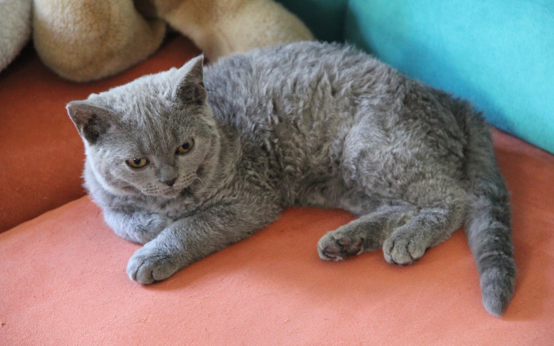 Селкирк рекс лежит на диване