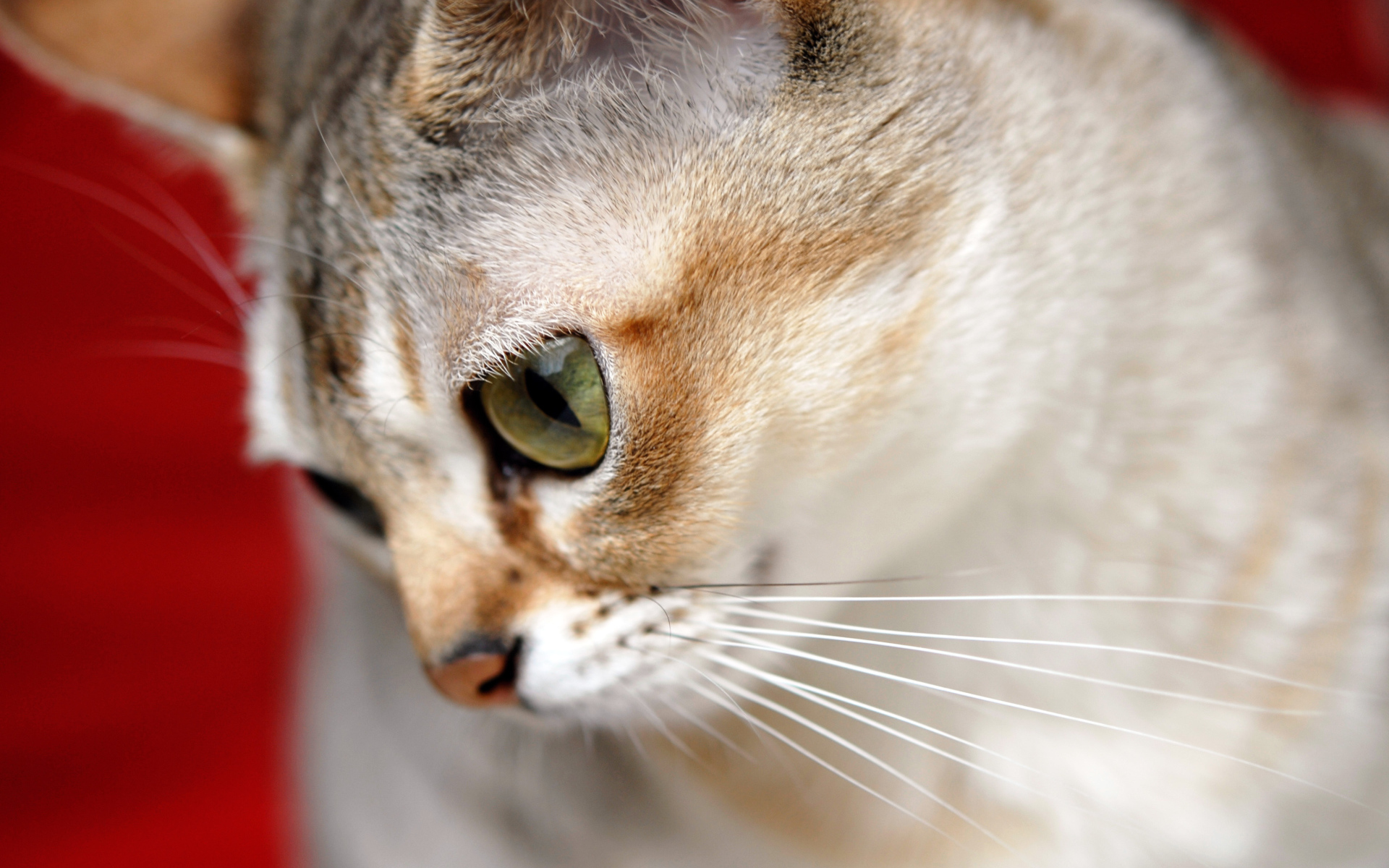 Милашка сингапурская кошка