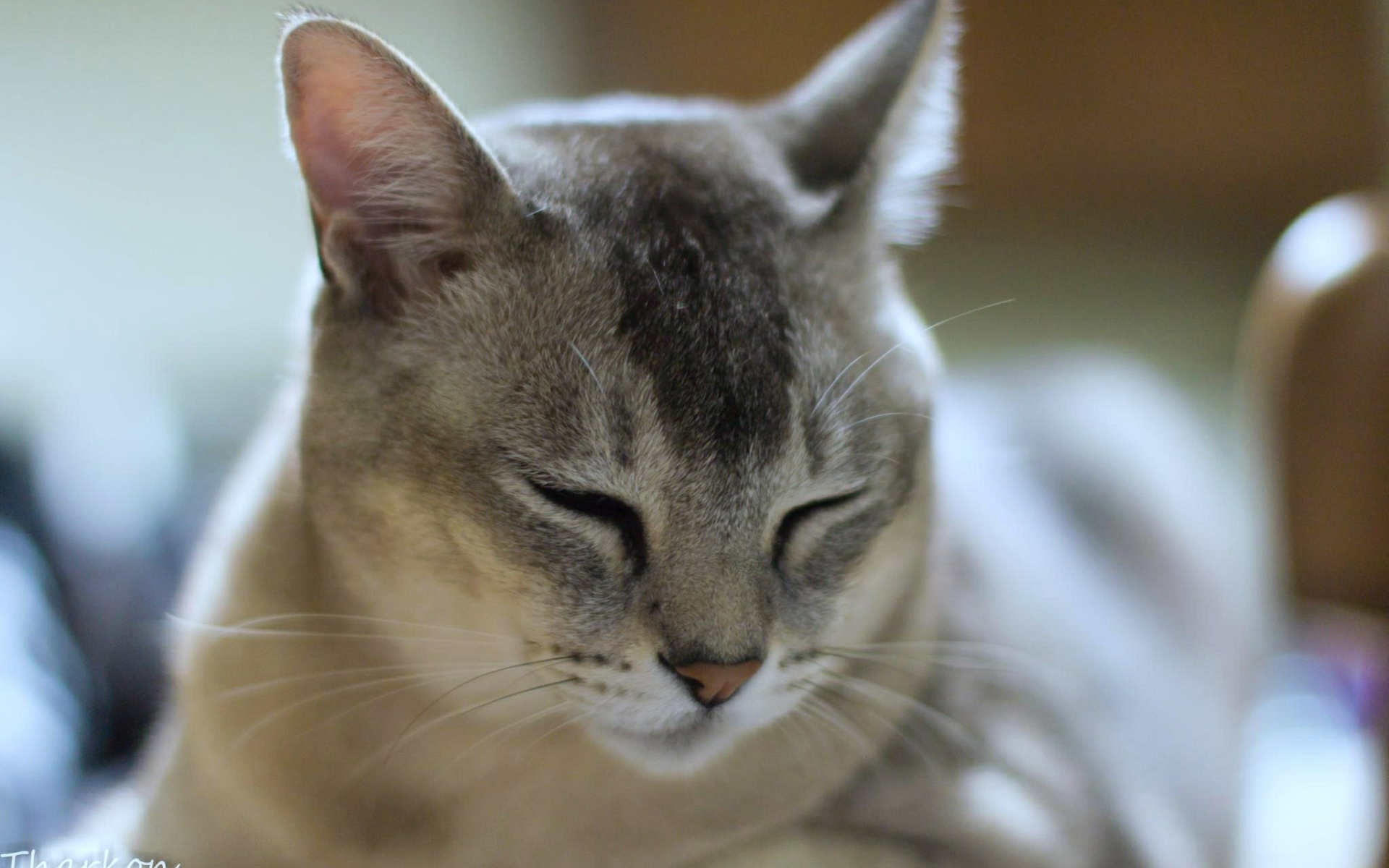 Сонный кот бурмилла